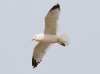 Ring-billed Gull at Westcliff Seafront (Steve Arlow) (22075 bytes)